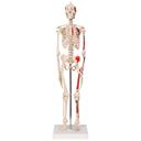 Anatomiske Modeller af Skeletter