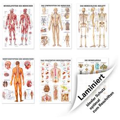 Anatomiske Plakater |  6 stk