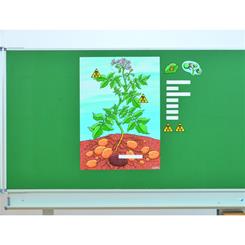 Kartoffel Planten